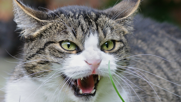 12 Everyday Objects Your Cat Secretly Hates