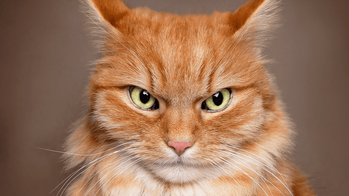 Stainless Steel Litter Boxes: Healthier Paws for Your Cat