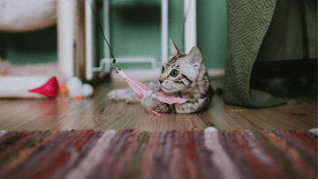 Pine Pellets vs. Tofu Litter: Which is the Ultimate Eco-Litter?