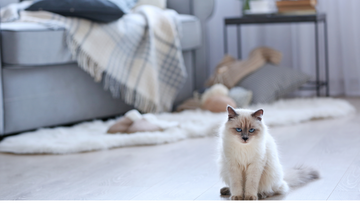 Smart Home for Pets: Essential Devices to Keep Your Furry Friends Safe &amp; Happy
