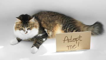 12 Heartwarming Reasons to Adopt a Rescue Cat