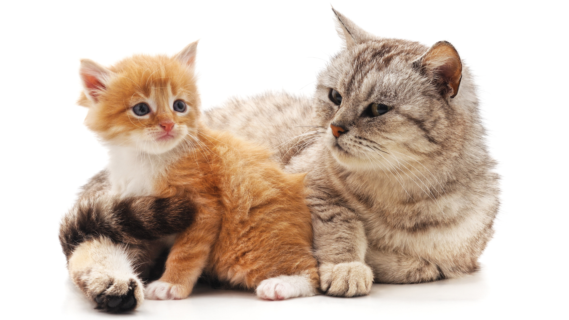 12 Hidden Benefits of the Furrbby Litter System