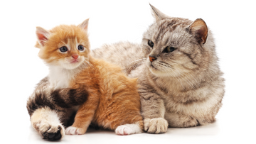 12 Hidden Benefits of the Furrbby Litter System