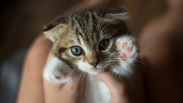 12 Hidden Features of the Furrbby Enclosed Litter Box