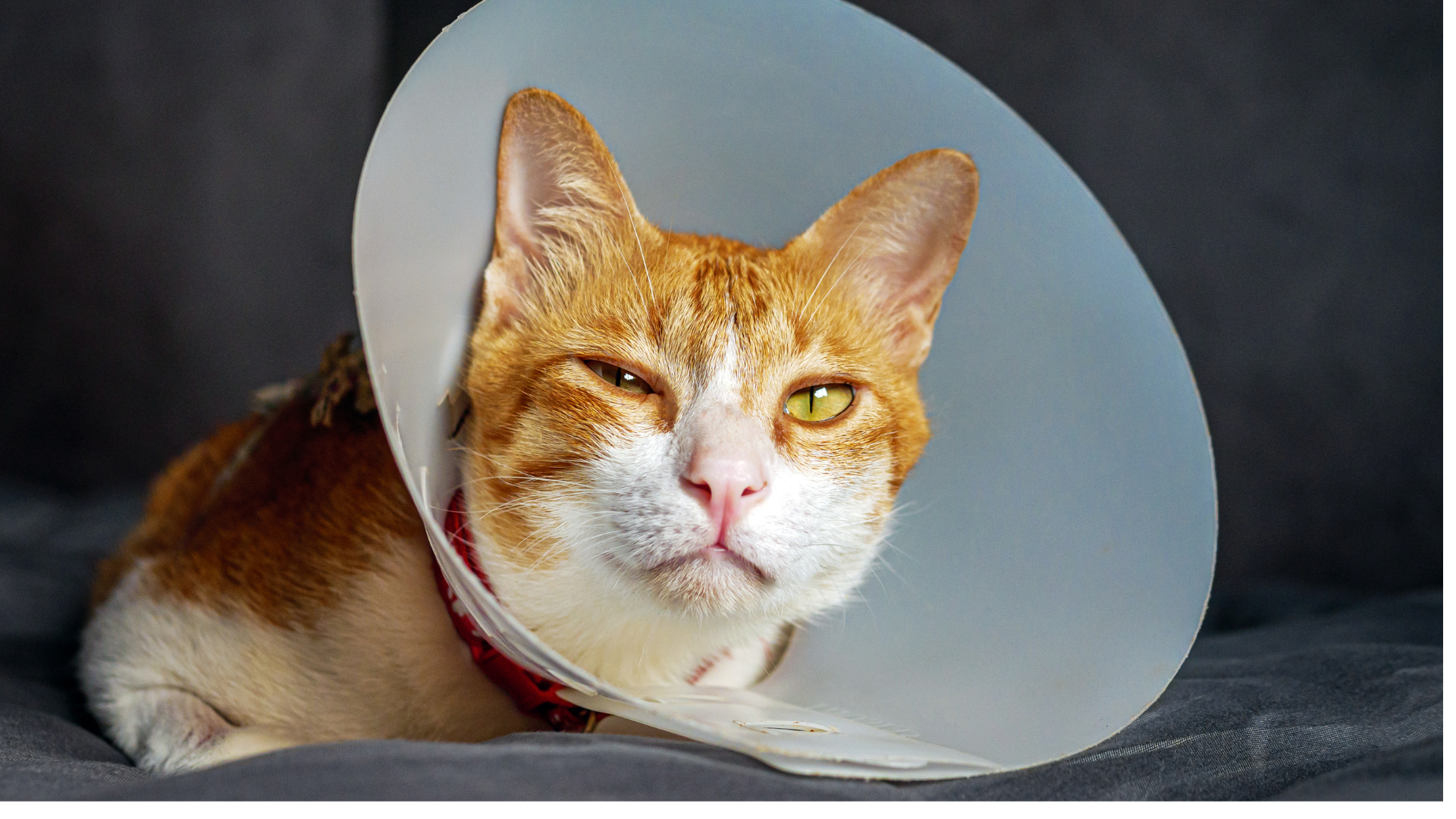 12 Most Googled Cat Health Questions Answered by a US Veterinarian