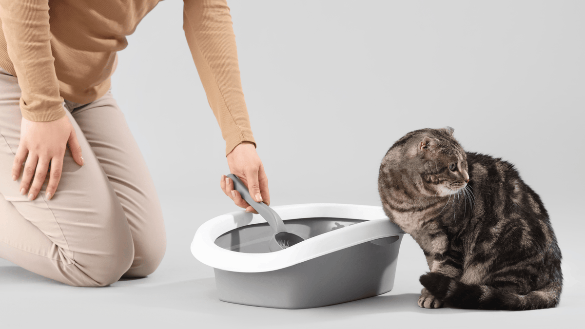 Stainless Steel vs. Litter Robot 4: Why "Low-Tech" is Actually Cleaner