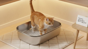 Is Stainless Steel Too "Cold" for Your Cat?
