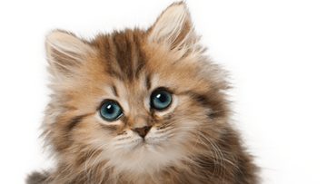 Top 5 Eco-Friendly Sifting Litter Boxes for Cats