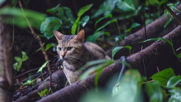 14 Best Eco-Friendly Cat Products Made in the USA