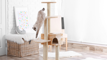 12 Essential Products for the Minimalist Cat Owner
