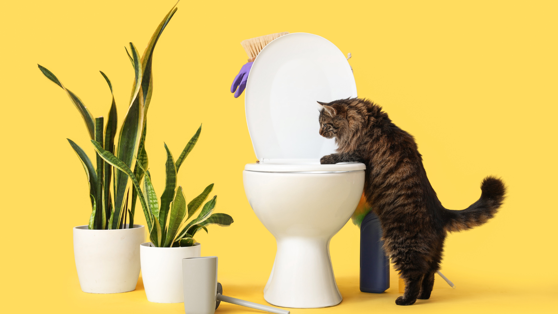 12 Subtle Signs Your Cat is Stressed by Its Litter Box