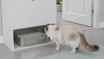 Kittens &amp; Stainless Steel: Creating Good Habits from Day 1