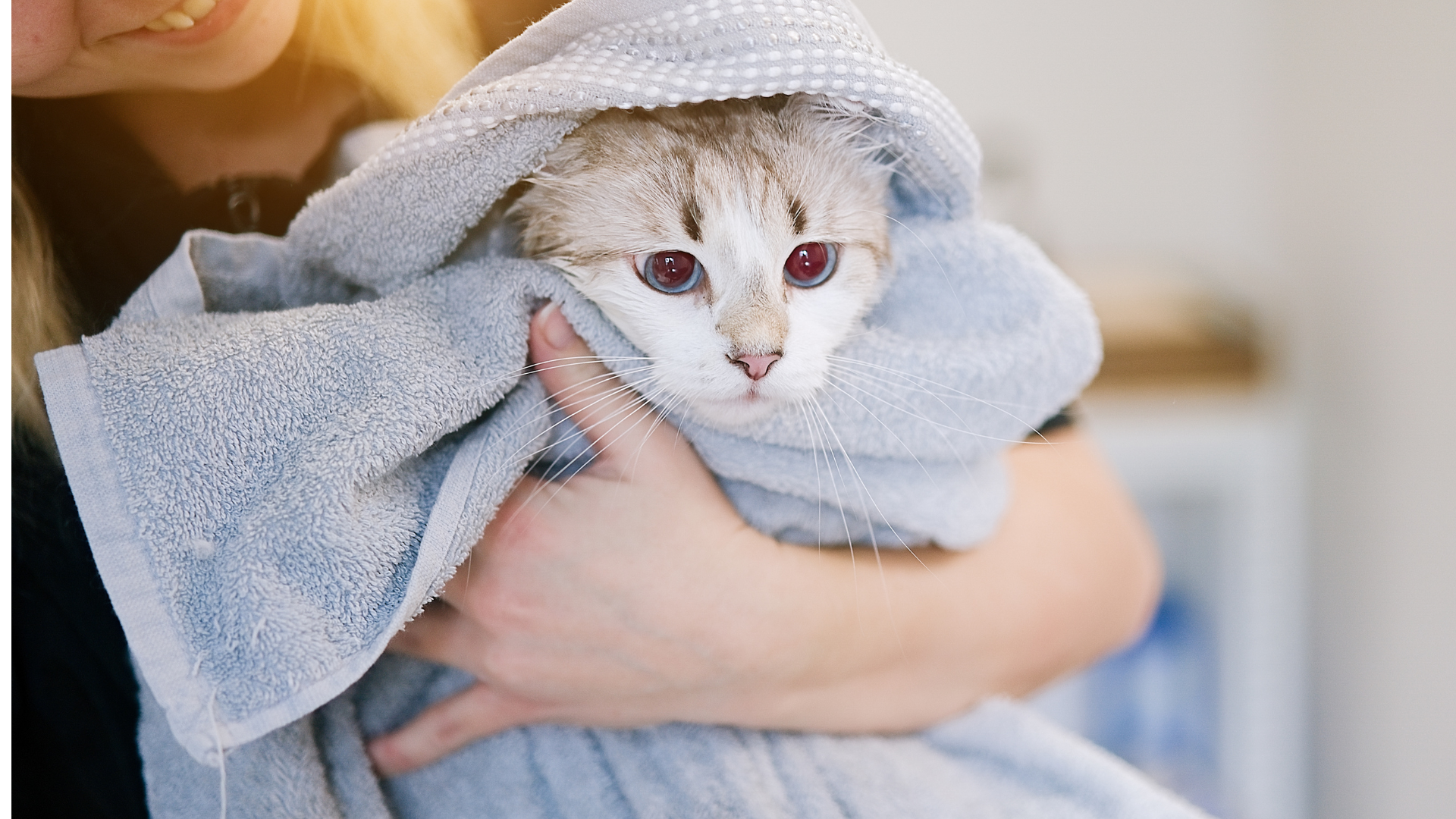 12 Top Innovations in Cat Care Technology for 2025