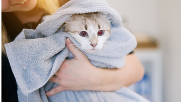 12 Top Innovations in Cat Care Technology for 2025