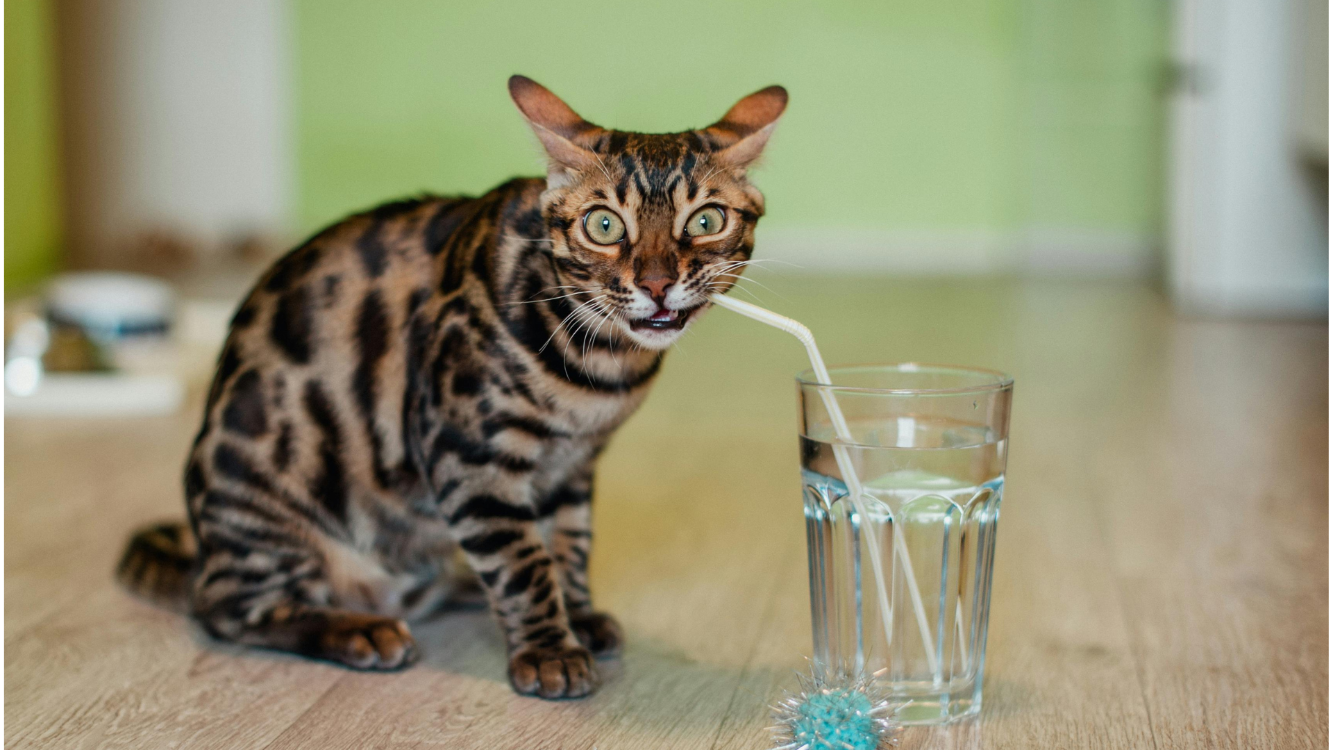 12 Top-Rated Cat Water Fountains on Chewy &amp; Amazon Compared