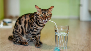 12 Top-Rated Cat Water Fountains on Chewy &amp; Amazon Compared