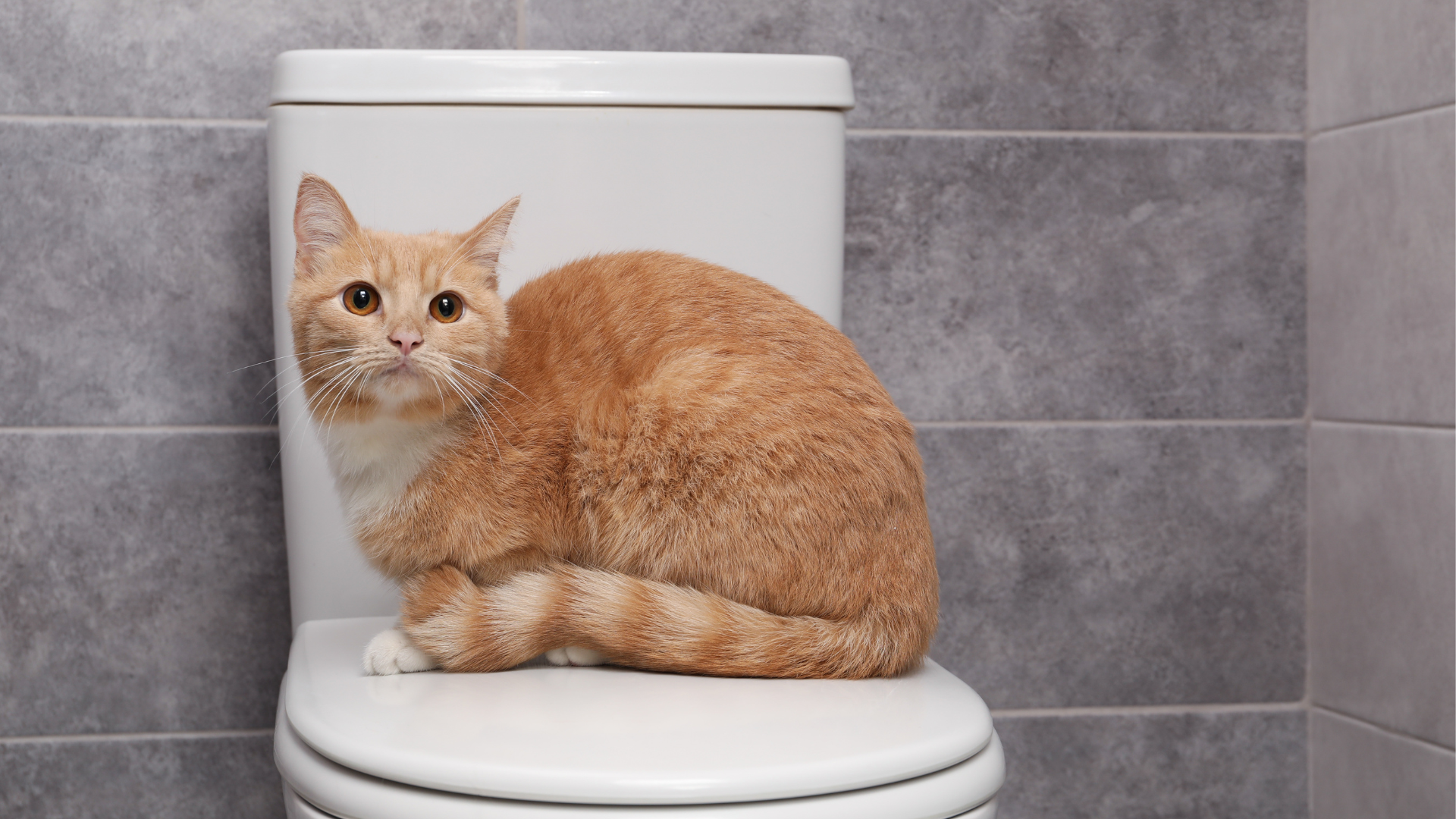 12 Ways to Stop Your Cat From Peeing Outside the Litter Box