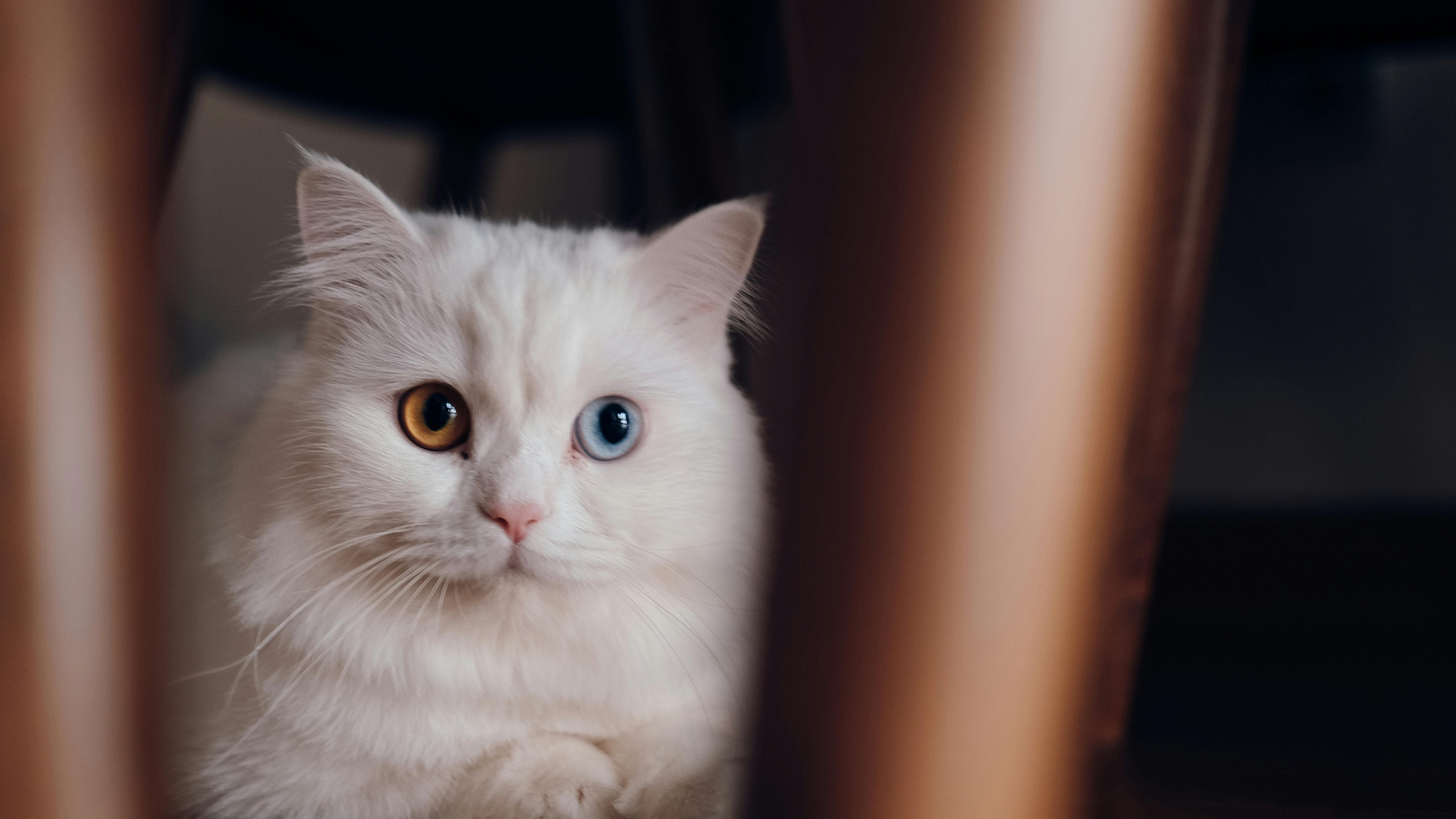 Top 5 Easy-to-Use Cat Litter Systems for New Cat Owners