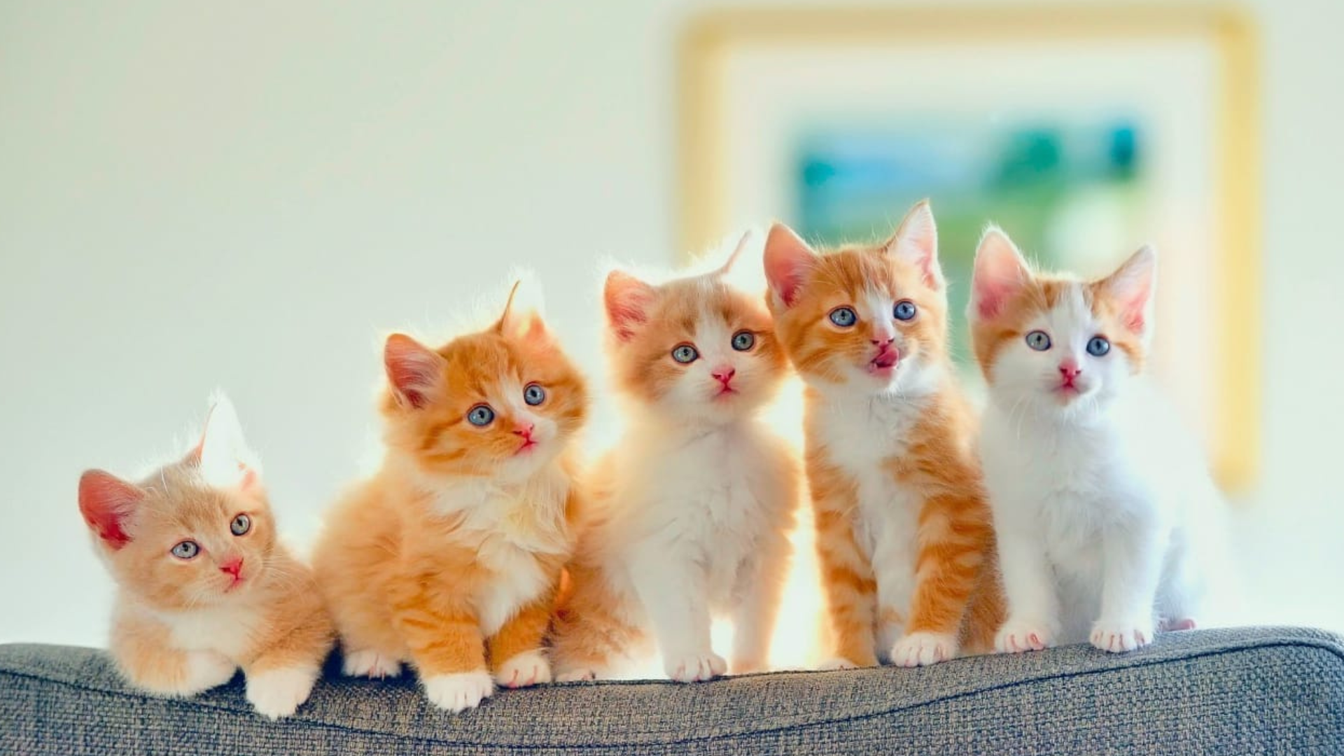 Are Automatic Litter Boxes Actually Hygienic?
