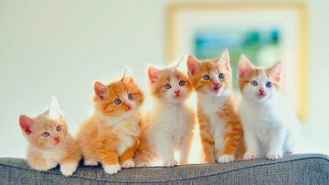 Are Automatic Litter Boxes Actually Hygienic?
