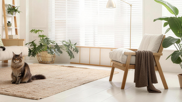 Does Your Cat Smell Like the Box? That's Not Normal.
