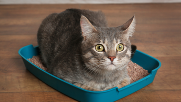 An Engineer Compares the Build Quality of 4 Premium Litter Boxes