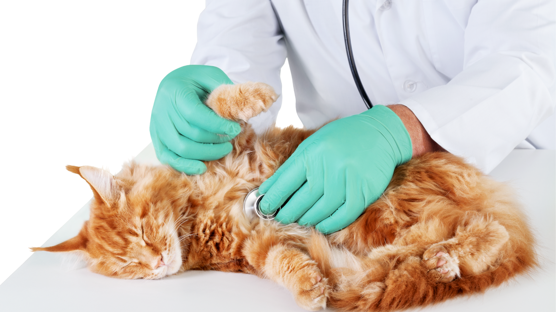 Best Advanced Cat Supplies for Health &amp; Cleanliness