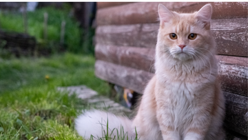 12 Best Cat Litter Boxes in the USA for 2025