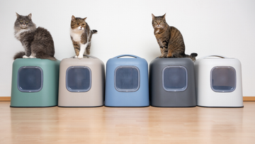 High-Sided vs. Low-Sided Litter Boxes: A Guide