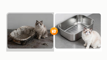 Worms &amp; Eggs: Can You Really Clean a Scratched Plastic Box?