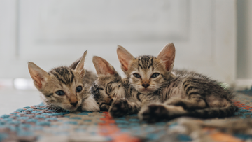 12 Best Cat Products for Obsessively Clean Owners