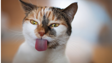 Enclosed vs. Open Litter Boxes: A Definitive Guide