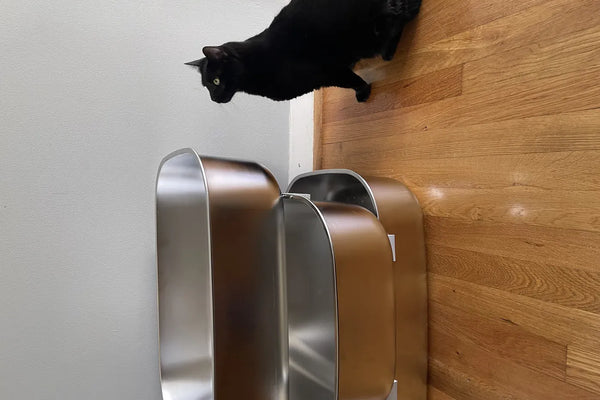 Why Stainless Steel Litter Boxes Beat Plastic for Long-Term Cat Care