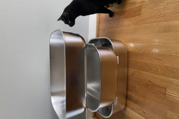 Pine Pellet Litter & Sifting Litter Box Guide: How It Eliminates Odors
