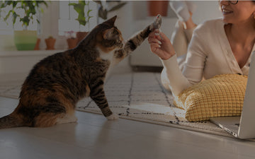 Open Concept Living: How to "Zone" Your Cat's Area