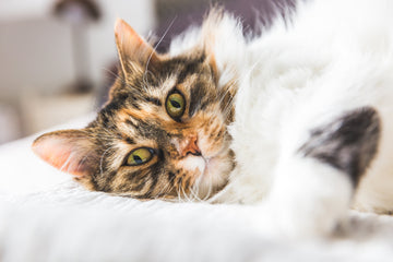How to Upgrade Your Cat's Entire Bathroom Setup