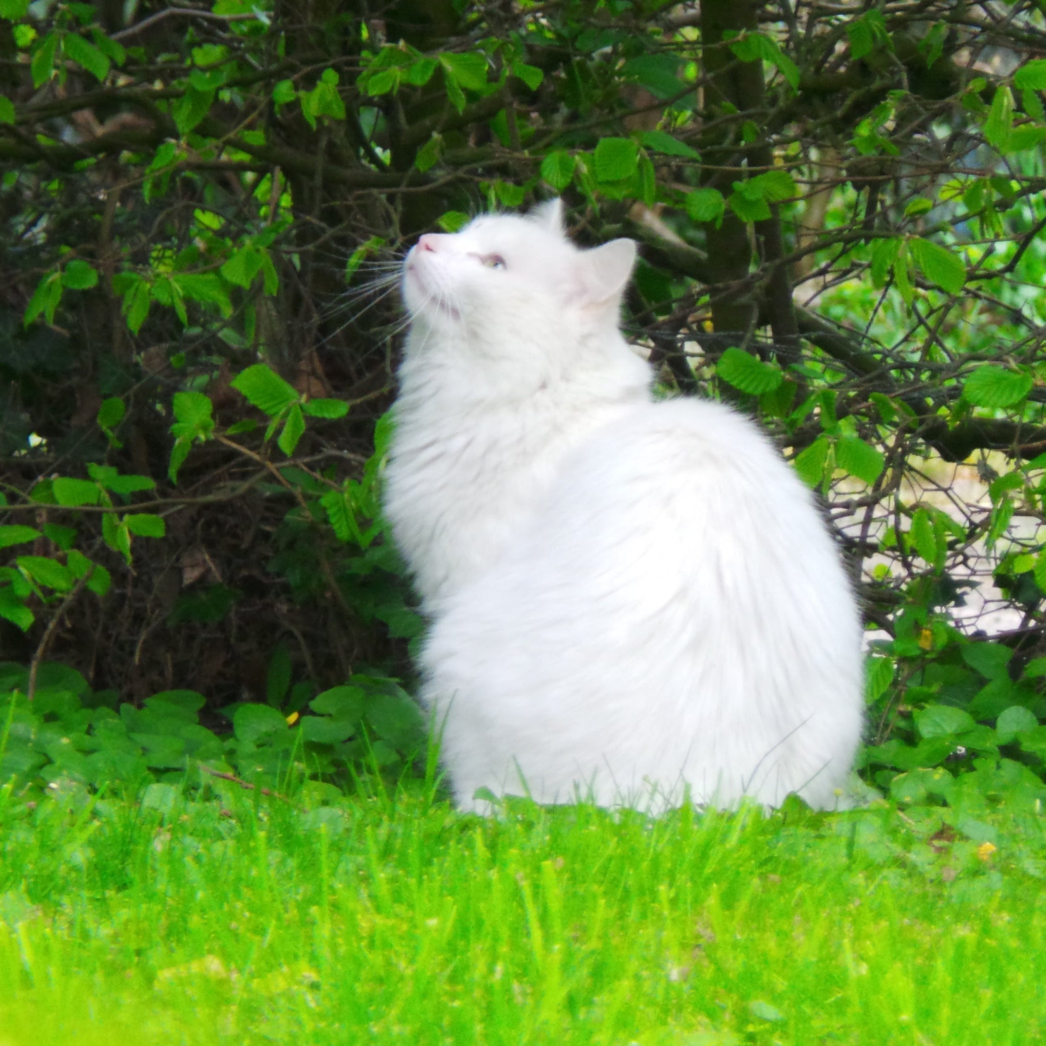 Why Plastic Litter Boxes Are a Major Health Risk to Your Cat