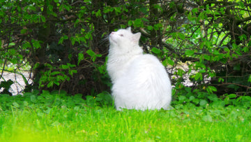 Why Plastic Litter Boxes Are a Major Health Risk to Your Cat