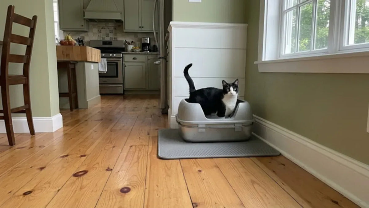 Cat next to a PULLNSCOOP stainless steel litter box in a real home