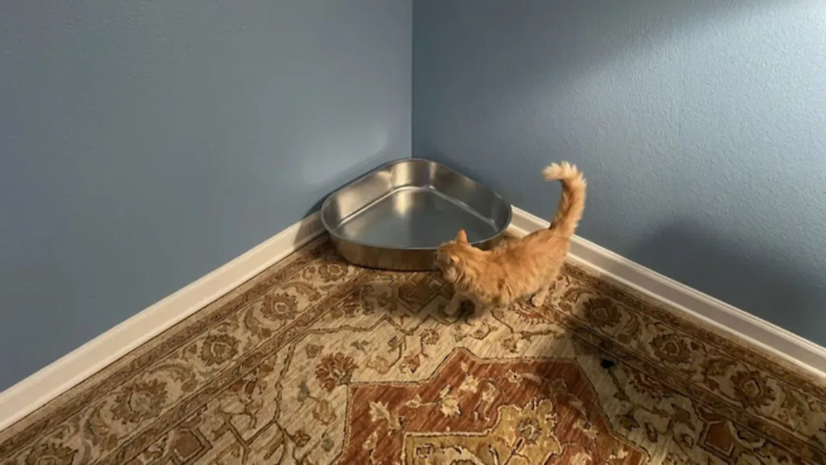 Cat next to a PULLNSCOOP stainless steel litter box in a real home