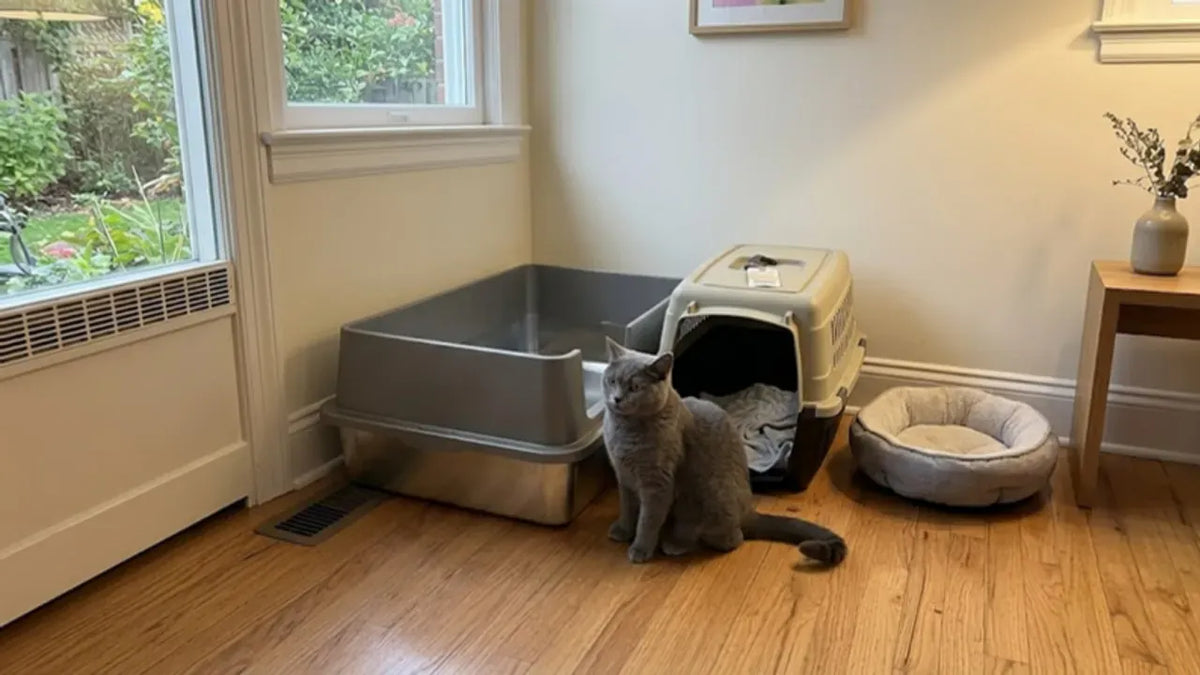 Cat next to a PULLNSCOOP stainless steel litter box in a real home