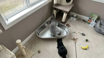 Cat next to a PULLNSCOOP stainless steel litter box in a real home