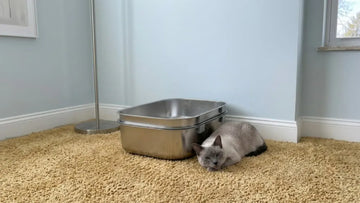 Cat next to a PULLNSCOOP stainless steel litter box in a real home
