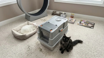 Cat next to a PULLNSCOOP stainless steel litter box in a real home