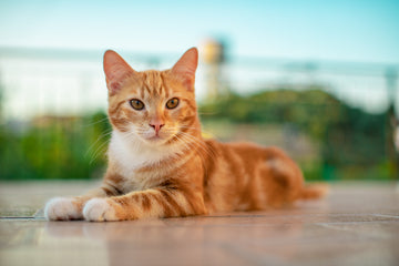 How to Decode Your Cat’s Behaviour: 12 Common Actions