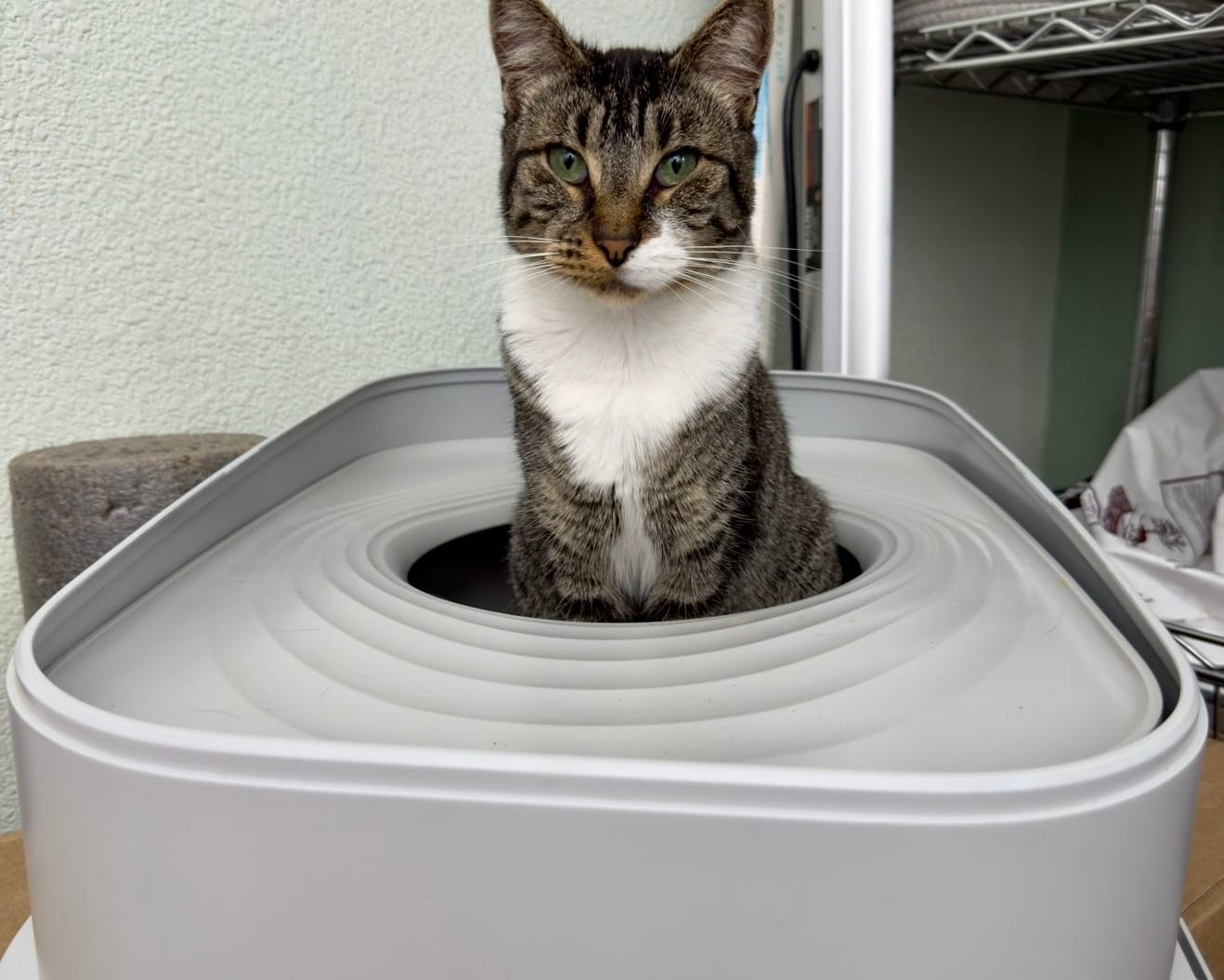 Furrbby Home Gallery