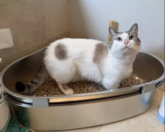 Furrbby Home Gallery